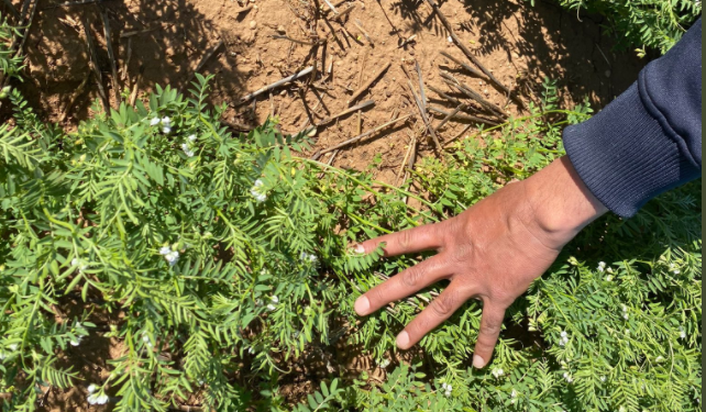 Argentina no logra ni siquiera autoabastecerse de una legumbre que es un negocio estrella en el mundo ¿Cuál es?