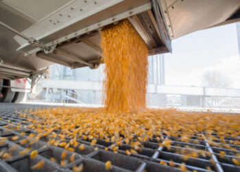 Queda poco más de un millón de toneladas para completar el cupo tácito de exportación de maíz 2020/21