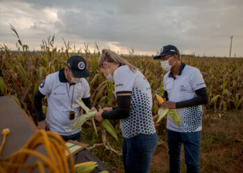 Desastre productivo: Finalmente el gobierno brasileño suspendió aranceles para abaratar el costo del maíz importado