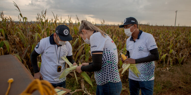 Desastre productivo: Finalmente el gobierno brasileño suspendió aranceles para abaratar el costo del maíz importado