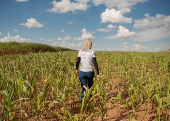 Brasil volvió a recortar la proyección de cosecha de maíz para terminar con la oferta exportable más baja desde 2015/16