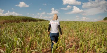 Brasil volvió a recortar la proyección de cosecha de maíz para terminar con la oferta exportable más baja desde 2015/16