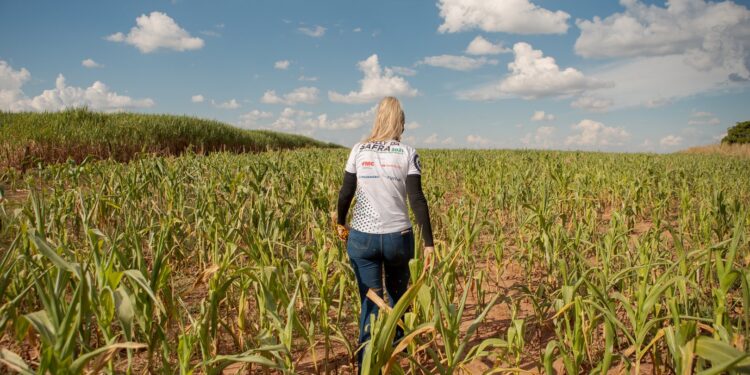 Brasil volvió a recortar la proyección de cosecha de maíz para terminar con la oferta exportable más baja desde 2015/16