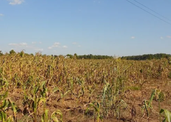 Mala noticia: Se potencia la probabilidad de una nueva fase Niña en la campaña de granos gruesos 2021/22