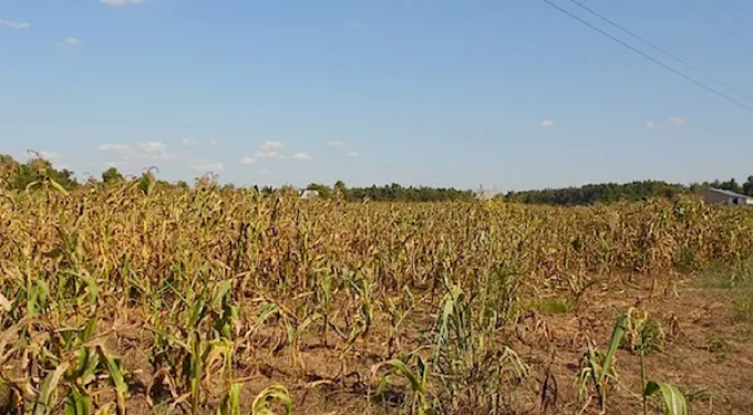 Mala noticia: Se potencia la probabilidad de una nueva fase Niña en la campaña de granos gruesos 2021/22