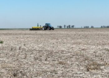 Comenzó en la Argentina la siembra de maíz temprano con la meta de lograr una superficie récord