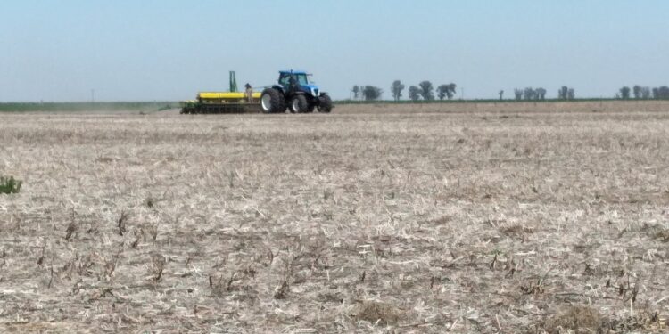 Comenzó en la Argentina la siembra de maíz temprano con la meta de lograr una superficie récord