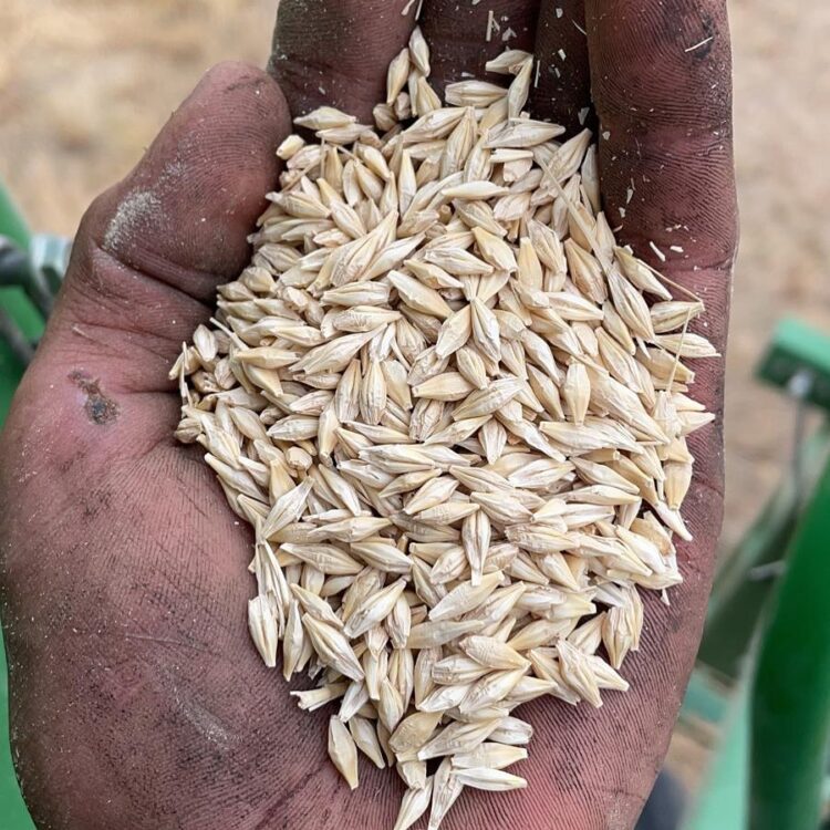Néstor y Lila crearon la primera destilería de whisky de malta del país y son pioneros en la siembra de cebadas especiales en Chubut