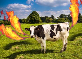 Aprobaron un aditivo “reductor de metano” para bovinos pero no quieren decir cuánto cuesta