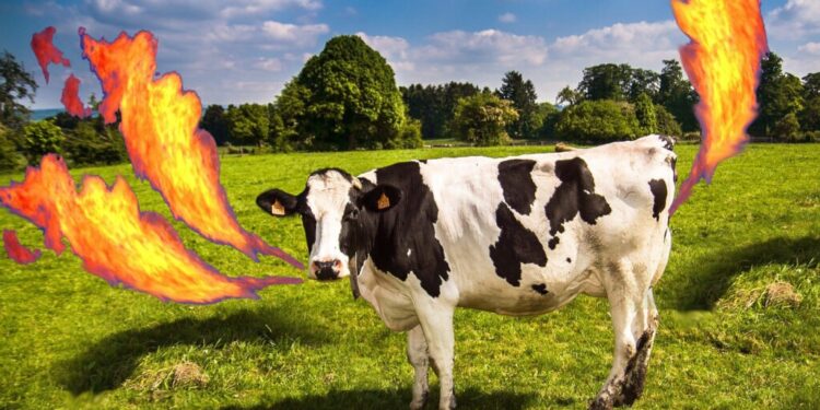 Aprobaron un aditivo “reductor de metano” para bovinos pero no quieren decir cuánto cuesta