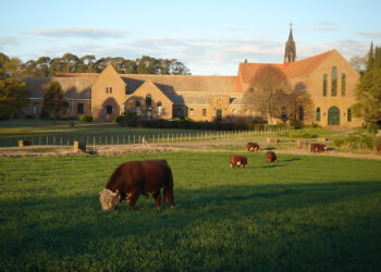 La cabaña Hereford perteneciente a los monjes trapenses realizó su remate anual con valores promedio de 280.000 pesos