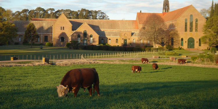 La cabaña Hereford perteneciente a los monjes trapenses realizó su remate anual con valores promedio de 280.000 pesos