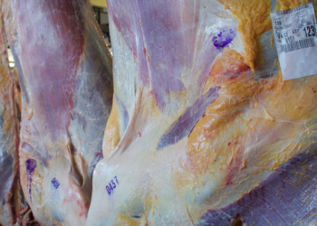 En lo que va del año 225.000 bovinos fueron tipificados como “premium” ¿Te habrás comido un asado con alguno de ellos?