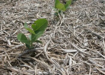 El 14 de septiembre la Bolsa de Cereales de Buenos Aires publicará la primera proyección de siembra de granos gruesos 2021/22