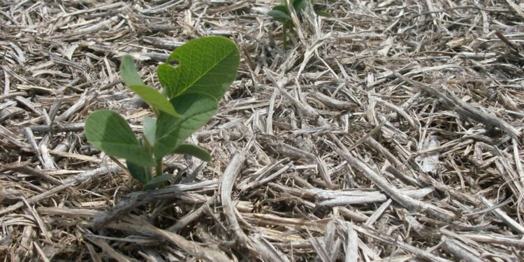 El 14 de septiembre la Bolsa de Cereales de Buenos Aires publicará la primera proyección de siembra de granos gruesos 2021/22