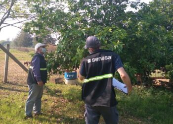 El proyecto de presupuesto nacional del año 2022 contempla un importante aumento de las partidas asignadas al INTA y Senasa