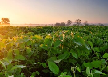 ¡Y llegó la primavera! Domínguez arrancó su gestión tirándole flores al sector agrícola y planteando que se pueden cosechar 70 millones de toneladas de soja