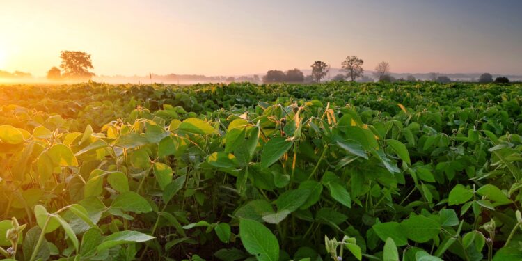 ¡Y llegó la primavera! Domínguez arrancó su gestión tirándole flores al sector agrícola y planteando que se pueden cosechar 70 millones de toneladas de soja