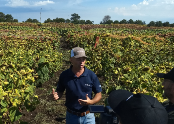 Actualizaron los salarios de los empleados de empresas semilleras con un mínimo de 102.768 pesos para los que realizan tareas en plantas industriales