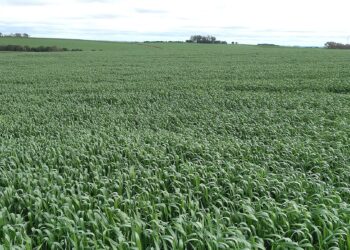 Nerviosismo: Se aceleran las operaciones de trigo 2021/22 con negocios de hasta 250 u$s/tonelada para entrega en Bahía Blanca