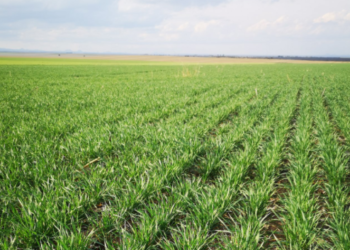 Las lluvias de septiembre salvaron al trigo argentino y se espera una cosecha de 20,5 millones de toneladas