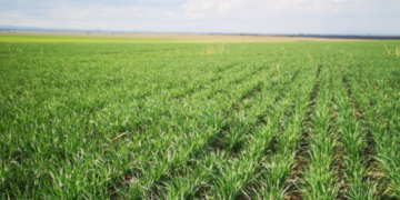 Las lluvias de septiembre salvaron al trigo argentino y se espera una cosecha de 20,5 millones de toneladas