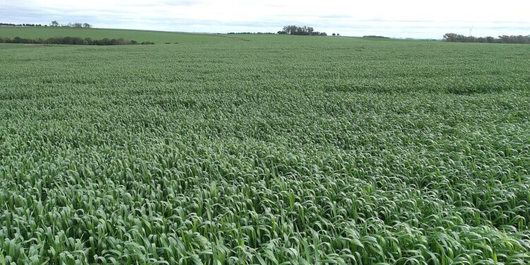 Nerviosismo: Se aceleran las operaciones de trigo 2021/22 con negocios de hasta 250 u$s/tonelada para entrega en Bahía Blanca