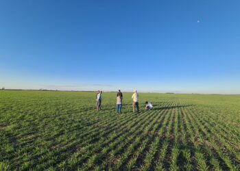 Argentina ya suma un total de 78.000 hectáreas sembradas con cultivos HB4 tolerantes a sequía
