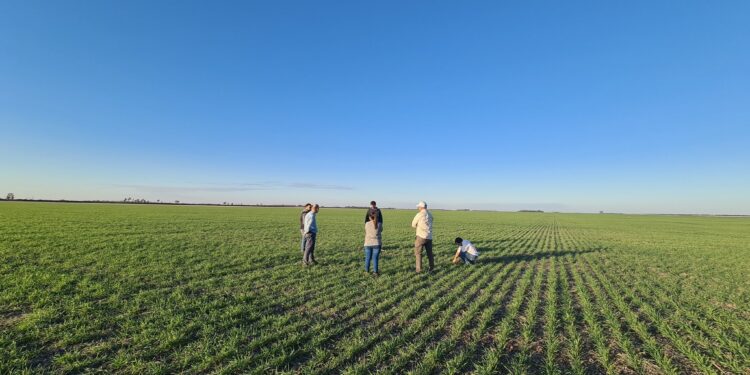 Argentina ya suma un total de 78.000 hectáreas sembradas con cultivos HB4 tolerantes a sequía