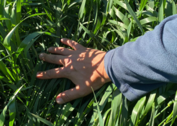 El Trigo Rosario Diciembre 2021 alcanzó el valor más elevado desde que comenzó a cotizar