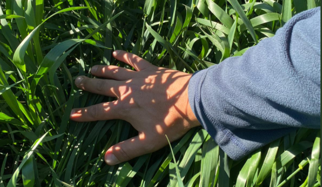 El Trigo Rosario Diciembre 2021 alcanzó el valor más elevado desde que comenzó a cotizar