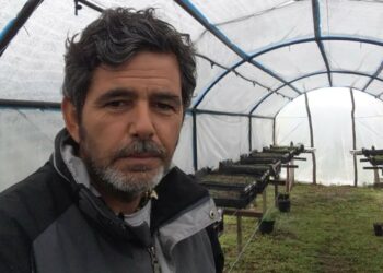 Pablo Bencivenga empezó a producir peperina bajo invernadero “antes de que se extinguiera”: Ya tiene 50 mil plantines y prenden bien