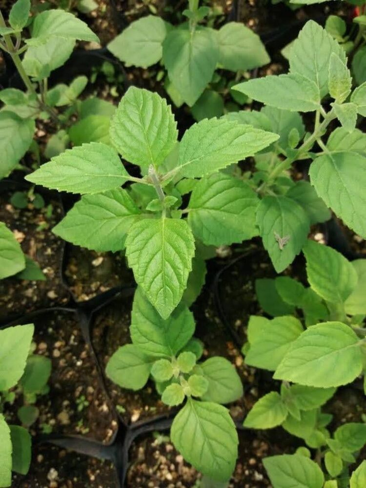 Pablo Bencivenga empezó a producir peperina bajo invernadero “antes de que se extinguiera”: Ya tiene 50 mil plantines y prenden bien