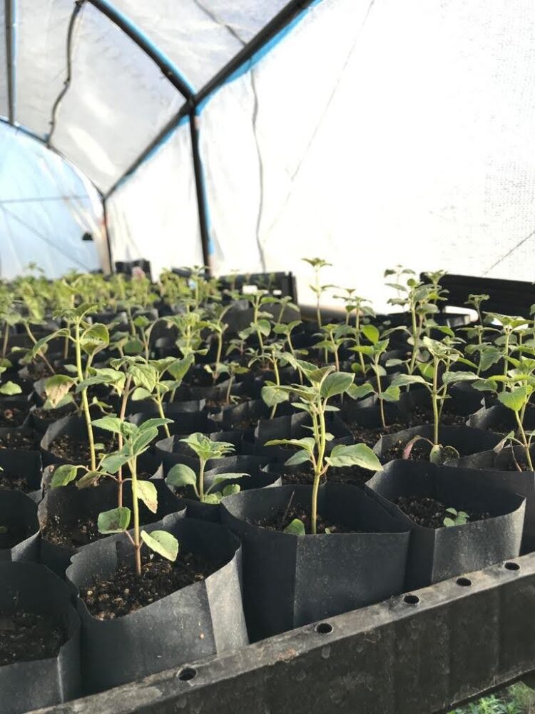 Pablo Bencivenga empezó a producir peperina bajo invernadero “antes de que se extinguiera”: Ya tiene 50 mil plantines y prenden bien