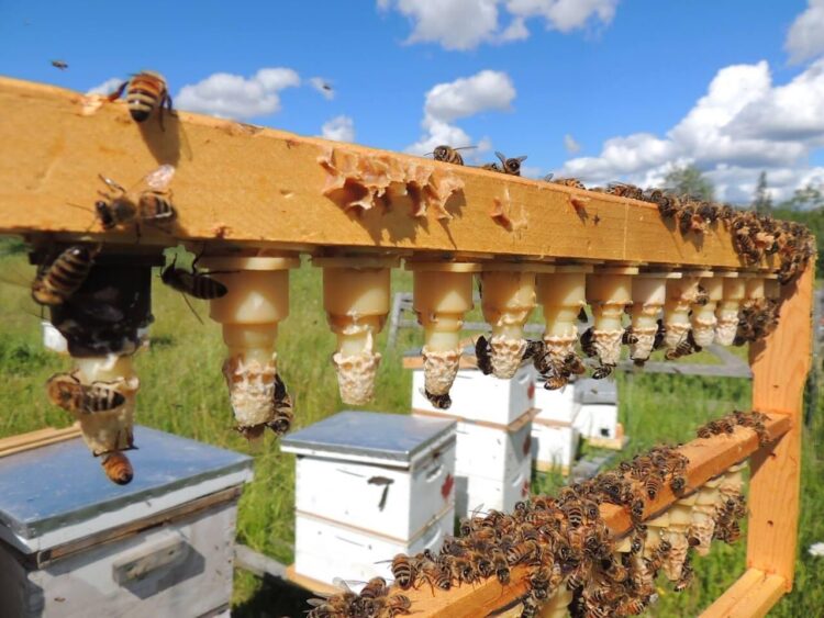 La historia de Claudia y Ezequiel, dos apicultores argentinos en Canadá: No piensan regresar porque allá tienen mil oportunidades, aunque a veces tropiecen con los osos