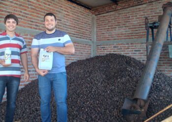 A dos emprendedores misioneros se les ocurrió que había que resucitar la vieja industria del aceite de Tung, una rara nuez que solo crece en Misiones