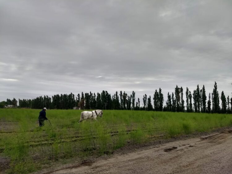 La localidad sanjuanina de Médano de Oro le escapa a los problemas de sequía y ofrece un suelo fértil para la producción de espárragos