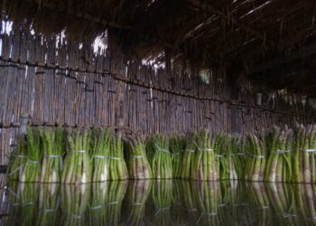 La localidad sanjuanina de Médano de Oro le escapa a los problemas de sequía y ofrece un suelo fértil para la producción de espárragos