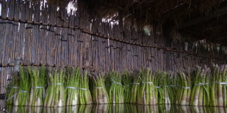La localidad sanjuanina de Médano de Oro le escapa a los problemas de sequía y ofrece un suelo fértil para la producción de espárragos
