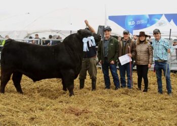 Si el ganado ya se remata por internet… ¿Por qué no iba a nacer una vidriera virtual para que los cabañeros puedan ofrecer sus reproductores?
