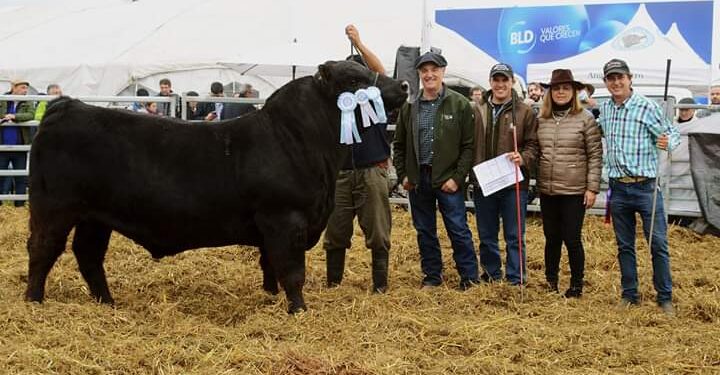 Si el ganado ya se remata por internet… ¿Por qué no iba a nacer una vidriera virtual para que los cabañeros puedan ofrecer sus reproductores?