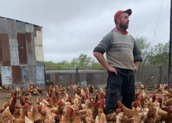 A Pedro le cambió la cabeza trabajar en África: Cuando volvió se asoció con familias rurales para criar gallinas libres en galpones ociosos