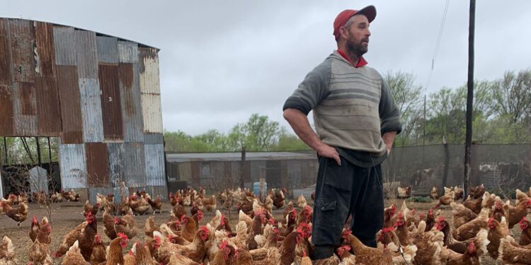 A Pedro le cambió la cabeza trabajar en África: Cuando volvió se asoció con familias rurales para criar gallinas libres en galpones ociosos