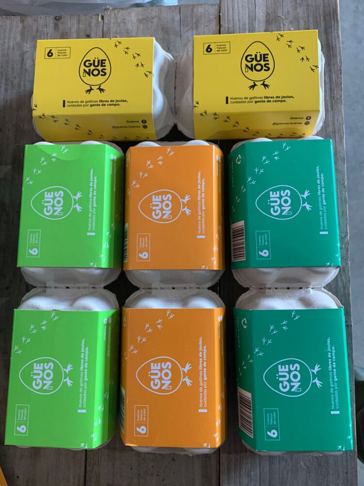 A Pedro le cambió la cabeza trabajar en África: Cuando volvió se asoció con familias rurales para criar gallinas libres en galpones ociosos