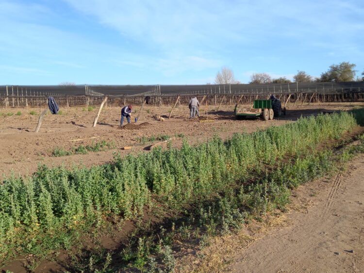 Los hermanos Analía y Adrián Sánchez decidieron llevar la producción de uvas Red Globe de Mendoza a Córdoba: “Esta finca es nuestro pequeño paraíso”, aseguran