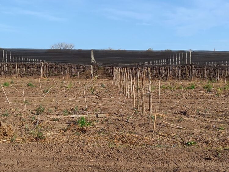 Los hermanos Analía y Adrián Sánchez decidieron llevar la producción de uvas Red Globe de Mendoza a Córdoba: “Esta finca es nuestro pequeño paraíso”, aseguran
