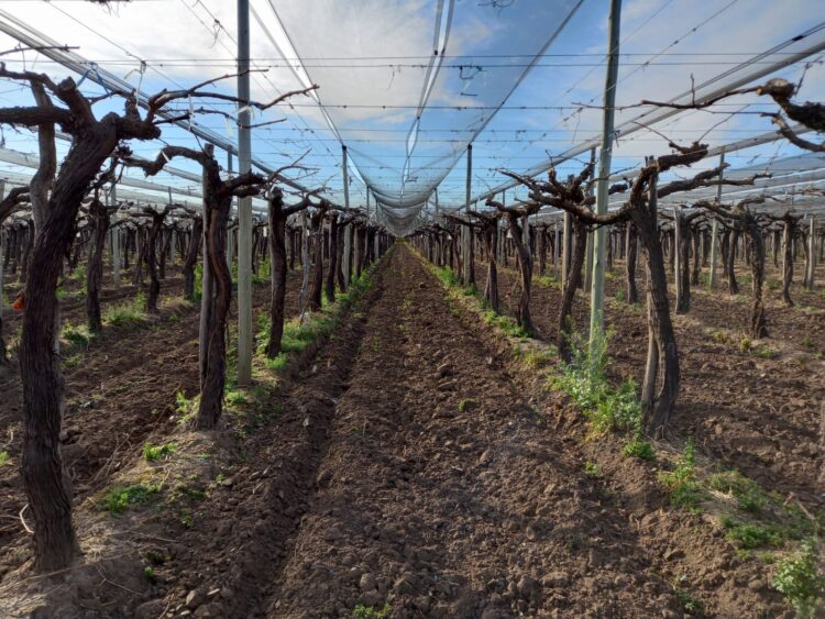 Los hermanos Analía y Adrián Sánchez decidieron llevar la producción de uvas Red Globe de Mendoza a Córdoba: “Esta finca es nuestro pequeño paraíso”, aseguran