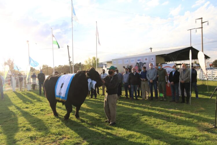 Se realizó la Rural de Choele Choel y los ganaderos de Río Negro pudieron volver a abrazarse luego de 755 días
