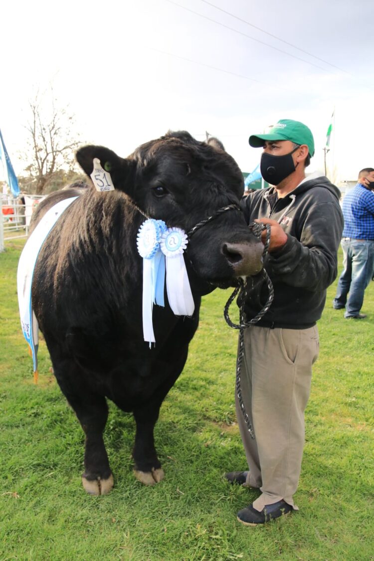 Se realizó la Rural de Choele Choel y los ganaderos de Río Negro pudieron volver a abrazarse luego de 755 días