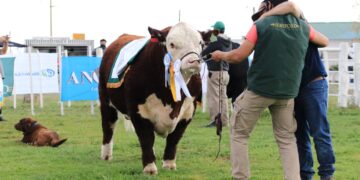 Se realizó la Rural de Choele Choel y los ganaderos de Río Negro pudieron volver a abrazarse luego de 755 días